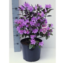Rhododendron v květináči s fialovými květy