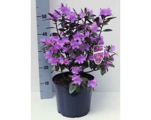 Rhododendron v květináči s fialovými květy