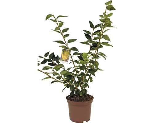 Zlatice prostřední FloraSelf Forsythia intermedia 'Goldrausch' 40-60 cm květináč 3 l