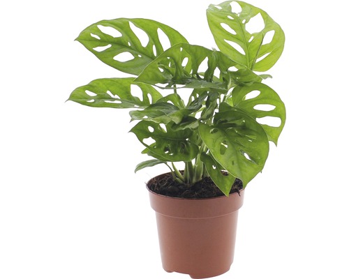Rostlina Monstera v květináči