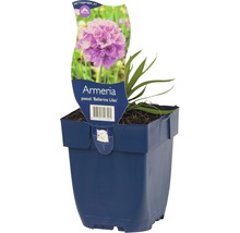 Trávnička přímořská FloraSelf Armeria pseudarmeria 'Ballerina Lilac' 5-20 cm květináč 0,5 l