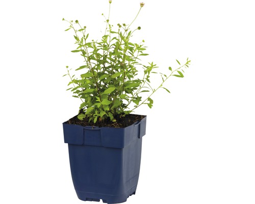 Hrncová rostlina Rudbeckia triloba v květináči