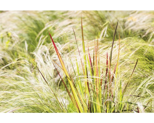 Okrasná tráva v zahradním záhonu