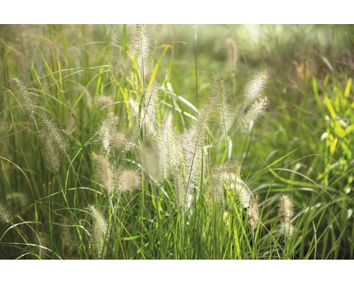 Okrasná tráva v zahradě