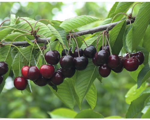 Třešeň chrupka BIO černá FloraSelf Bio Prunus avium 'Velká černá 120-150 cm květináč 7,5 l