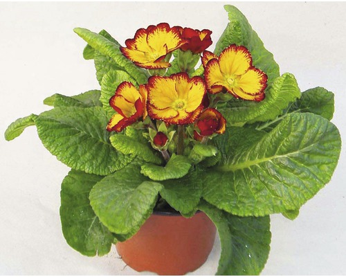 Prvosenkovitá rostlina se žlutočervenými květy v květináči.