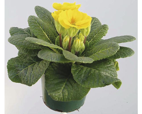 Žlutá prvosenka v květináči