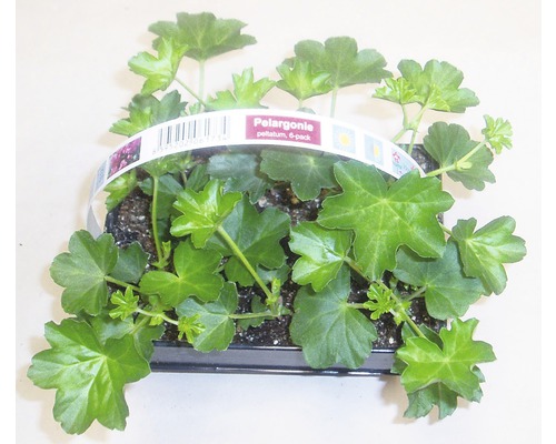 Sada pelargonií se šesti rostlinami v pěstební nádobě