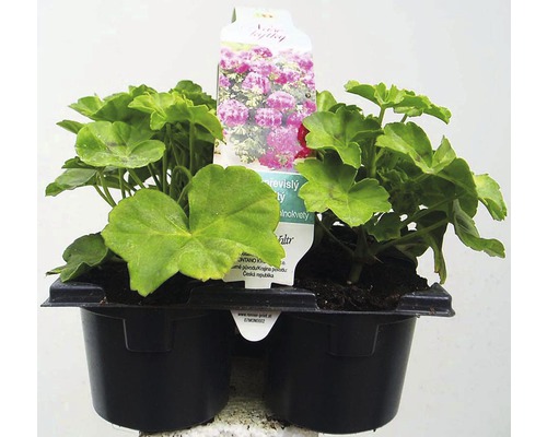 Sada převislých pelargonií v sadbovacím květináči