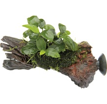 Akvarijní rostlina na kořenu s přísavkou pro upevnění v akváriu