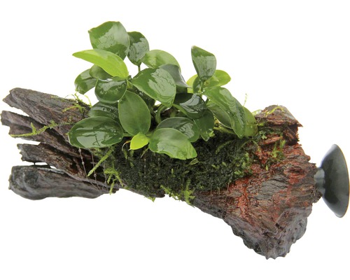 Vodní rostlina Anubias Bonsai na Nano dřevu s přísavkou Akvarijní rostlina na kořenu s přísavkou pro upevnění v akváriu