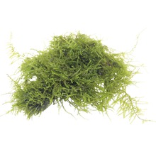 Mechové koule do akvárií