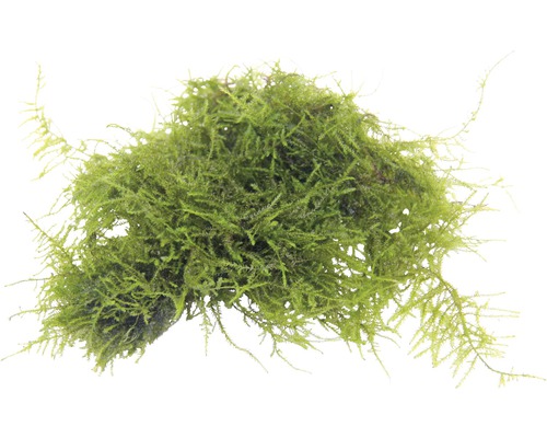 Vodní rostlina Vesicularia spec. Triangelmoos Portion Mechové koule do akvárií