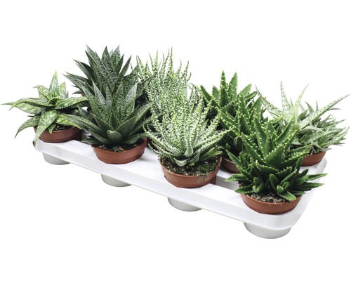 Několik rostlin Aloe Aristata v květináčích na podnosu