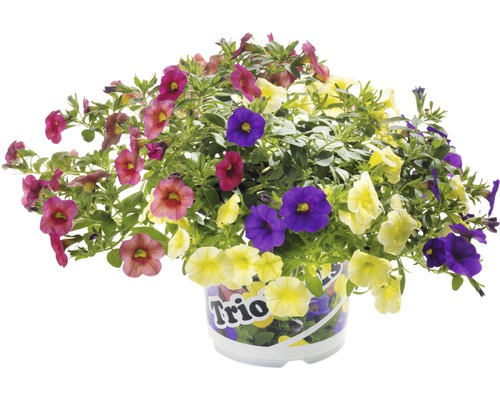 Směs květin v květináči, různé barvy květů