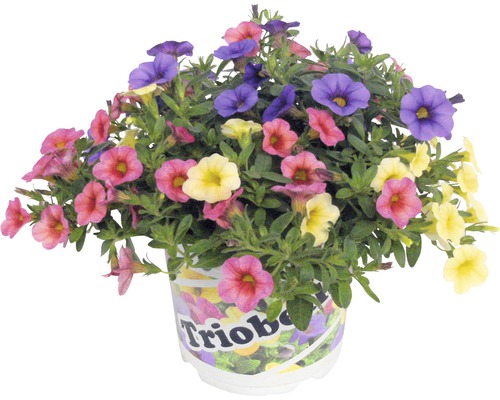 Minipetúnie, Million Bells FloraSelf Calibrachoa Triobellis květináč Ø 13 cm Květinové moře v květináči s různobarevnými petúniemi