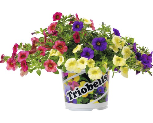 Kvetoucí Million Bells v květináči