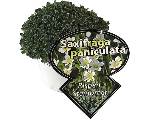 Lomikámen FloraSelf Saxifraga paniculata výška 5-10 cm květináč 0,5 l