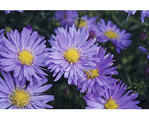 Astra, hvězdnice křovitá FloraSelf Aster dumosus hybrid 10-30 cm květináč 0,5 l Detail fialových květů aster s žlutými květními lůžky