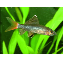 Mřenka nádherná v akváriu