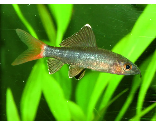 Mřenka nádherná v akváriu