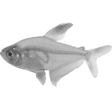 Tetra černá ryba do akvárií
