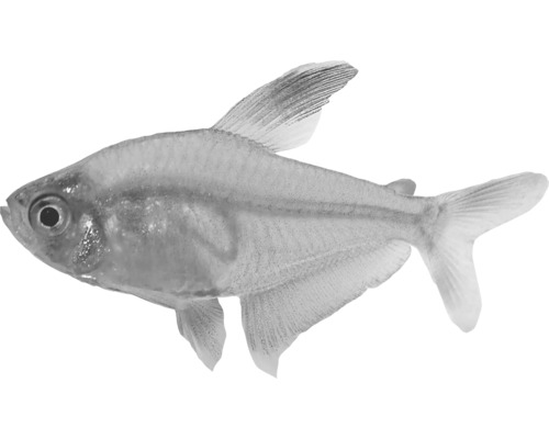 Tetra černá ryba do akvárií
