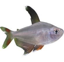 Tetra královská