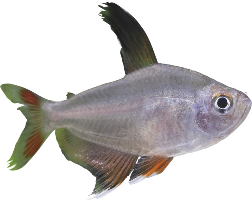 Tetra královská