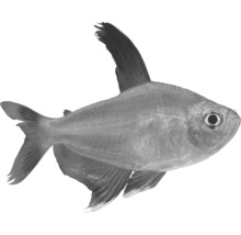 Ryba do akvária