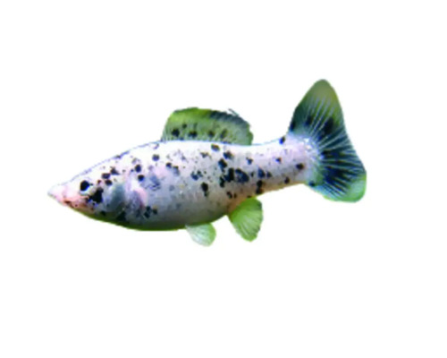 Okrasná ryba molly dalmatin