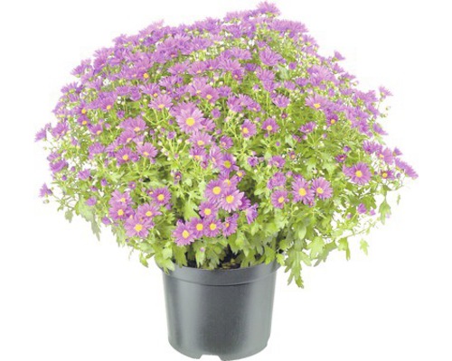 Chryzantéma multiflora květináč Ø 21 cm 4 l, různé barvy