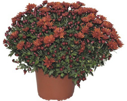 Chryzantéma keř v květináči