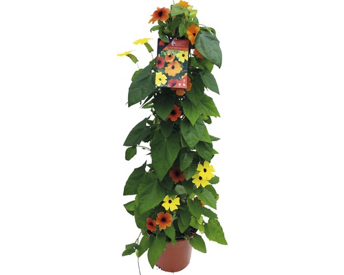 Černooká Zuzana tříbarevná FloraSelf Thunbergia alata celková výška cca 90 cm Ø 19 cm květináč