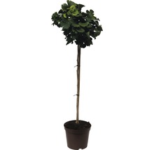 Ginkgo biloba v květináči