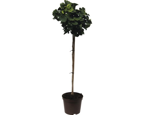 Ginkgo biloba v květináči