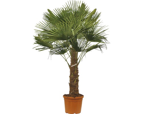 Palma konopná FloraSelf Trachycarpus fortunei kmen 30-40 cm celková výška 110-120 cm květináč Ø 34 cm