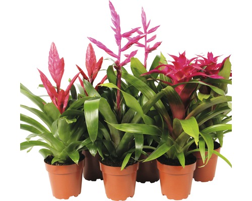 Bromélie FloraSelf Bromelia výška 40-50 cm květináč Ø 12 cm 1 ks, různé druhy Několik bromélií v květináčích