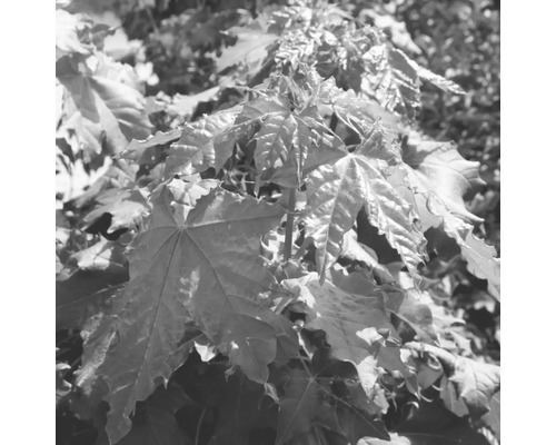 Detail javorových listů