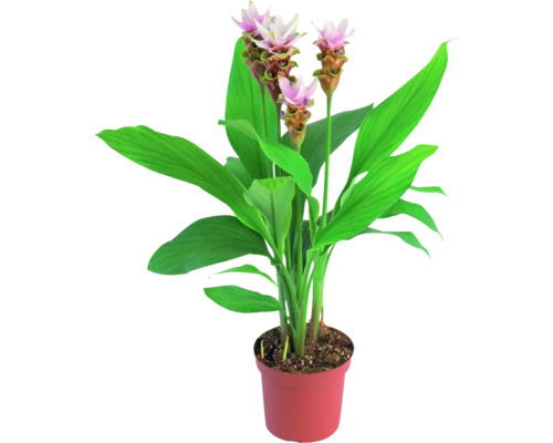 Kurkuma FloraSelf výška cca 50 cm květináč Ø 14 cm