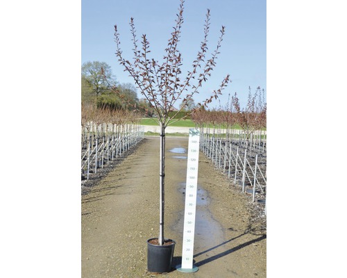 Slivoň myrobalán v květináči s uvedením velikosti