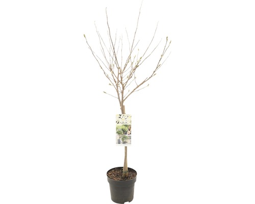 Magnólie, šácholan hvězdovitý vonný na kmínku FloraSelf Magnolia stellata výška kmene 50 cm květináč 3 l