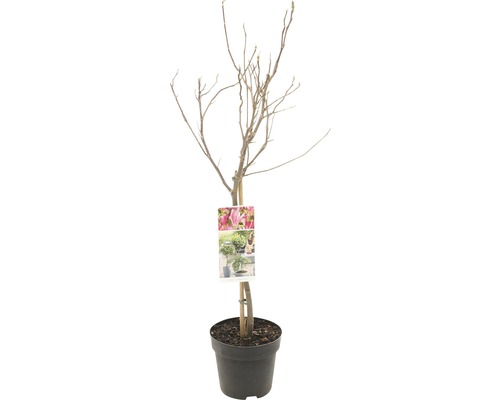 Magnólie, šácholan vonný na kmínku FloraSelf Magnolia 'Susan' výška kmene 50 cm květináč 3 l