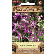 Balení semen květin večernice vonné