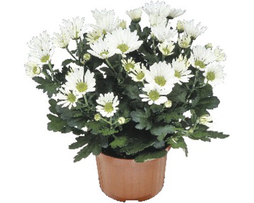 Chryzantéma Chrysanthemum indicum květináč Ø 9 cm 1 ks, různé barvy