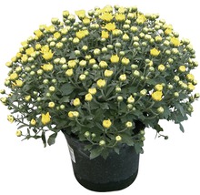 Chryzantéma Chrysanthemum indicum řízená miska Ø 20 cm 1 ks, různé barvy