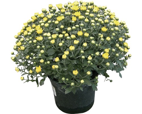 Chryzantéma Chrysanthemum indicum řízená miska Ø 20 cm 1 ks, různé barvy