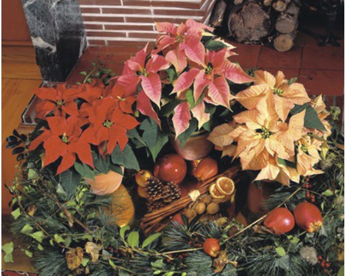 Aranžmá z vánoční hvězdy s jedlovou zelení, skořicí a ovocem