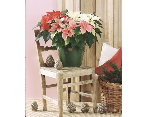 Vánoční hvězda Poinsettia vícevýhonová květináč Ø 12 cm 1 ks, různé barvy