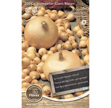 Sada cibule Stuttgarter Giant, 250 gramů